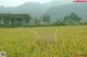 Two naked women standing in a field of tall grass.